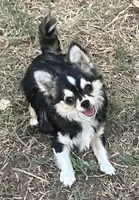 AKC Lenny, a male Chihuahua for sale in Shawnee, OK – 2 of 2