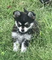 AKC Kate, a female Chihuahua for sale in Shawnee, OK – 2 of 5