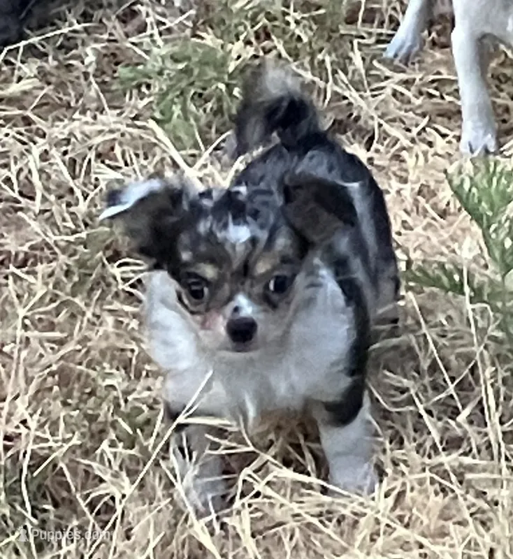 AKC Marbles – Chihuahua puppy for sale in Shawnee, OK
