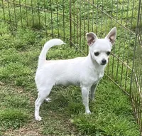 PET Mac, a male Chihuahua for sale in Shawnee, OK – 1 of 1
