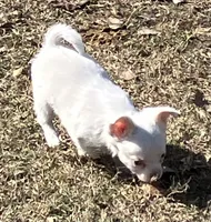 PET Frosty, a male Chihuahua for sale in Shawnee, OK – Photo 2 of 2