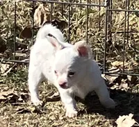 PET Frosty, a male Chihuahua for sale in Shawnee, OK – Photo 1 of 2