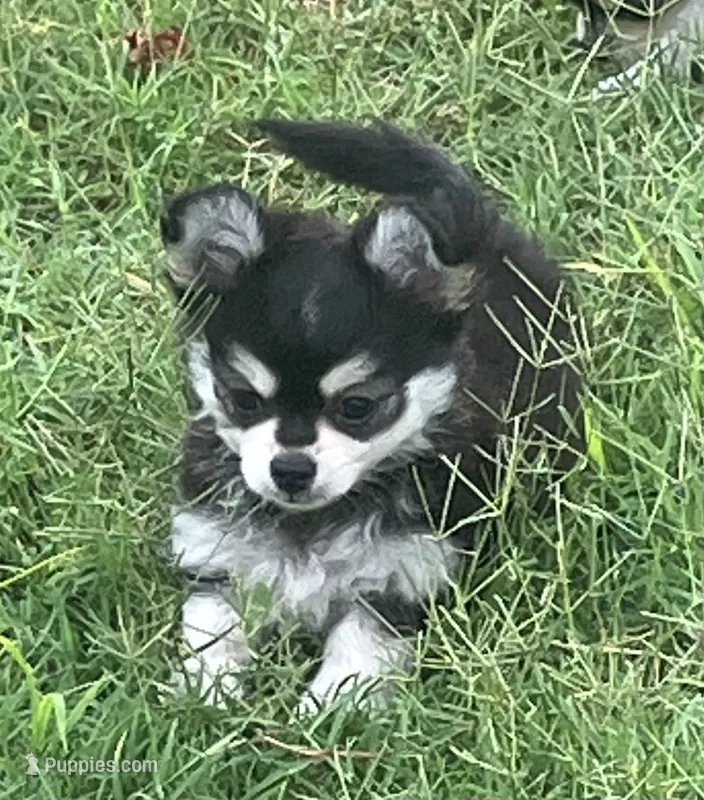 AKC Kate – Chihuahua puppy for sale in Shawnee, OK