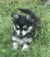 AKC Kate, a female Chihuahua for sale in Shawnee, OK – 1 of 5