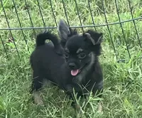 SALE PENDING , a male Chihuahua for sale in Shawnee, OK – 2 of 4