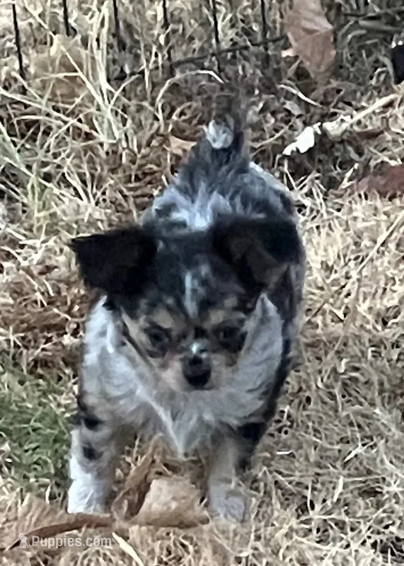 AKC Merlin – Chihuahua puppy for sale in Shawnee, OK