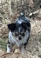 PET Merlin, a male Chihuahua for sale in Shawnee, OK – 1 of 2