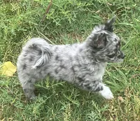 AKC Lana, a female Chihuahua for sale in Shawnee, OK – 2 of 2