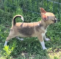 Champion Sired AKC Earl , a male Chihuahua for sale in Shawnee, OK – 2 of 4