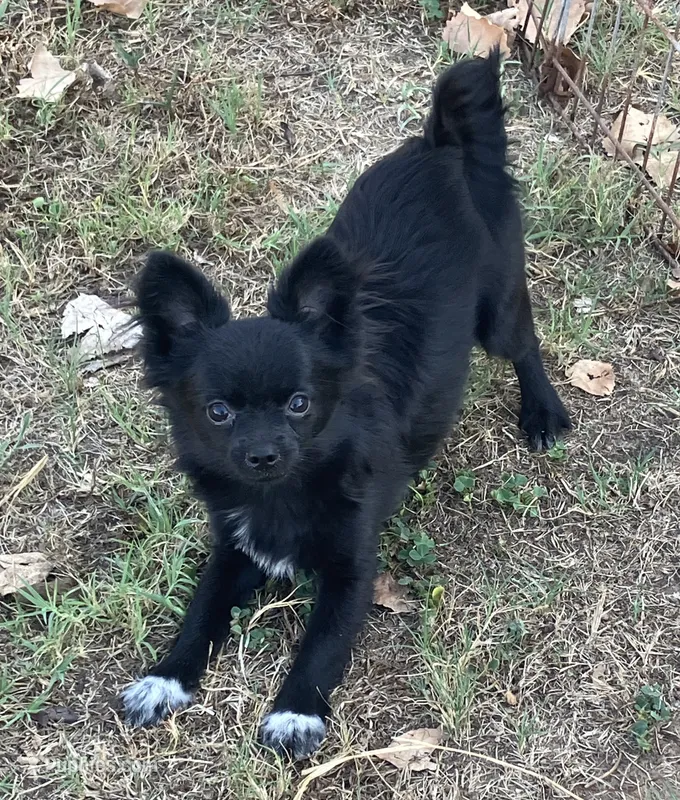 PET Simba – Chihuahua puppy for sale in Shawnee, OK