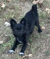 PET Simba, a male Chihuahua for sale in Shawnee, OK – 1 of 1