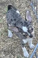 AKC Tiny Tot, a male Chihuahua for sale in Shawnee, OK – 2 of 2