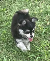 AKC Kate, a female Chihuahua for sale in Shawnee, OK – 5 of 5