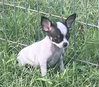 Tiny Irene, a female Chihuahua for sale in Shawnee, OK – 2 of 2