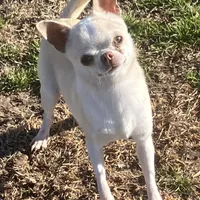 AKC Ray, a male Chihuahua for sale in Shawnee, OK – Photo 2 of 3