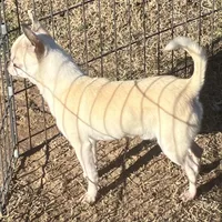 AKC Ray, a male Chihuahua for sale in Shawnee, OK – Photo 3 of 3