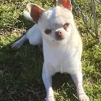 AKC Ray, a male Chihuahua for sale in Shawnee, OK – Photo 1 of 3