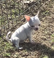 AKC Rolly, a male Chihuahua for sale in Shawnee, OK – 5 of 6