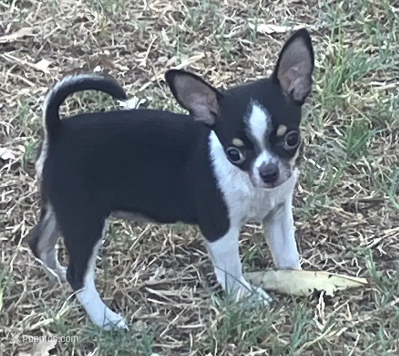 AKC Patty – Chihuahua puppy for sale in Shawnee, OK