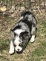 AKC Poppy, a female Chihuahua for sale in Shawnee, OK – Photo 3 of 3