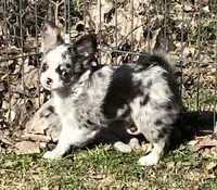 AKC Poppy, a female Chihuahua for sale in Shawnee, OK – Photo 1 of 3