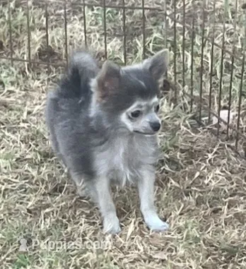 AKC Katie’s Blu – Chihuahua puppy for sale in Shawnee, OK