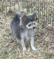 AKC Katie’s Blu, a male Chihuahua for sale in Shawnee, OK – 1 of 1