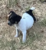 PET Melinda, a female Chihuahua for sale in Shawnee, OK – 2 of 3