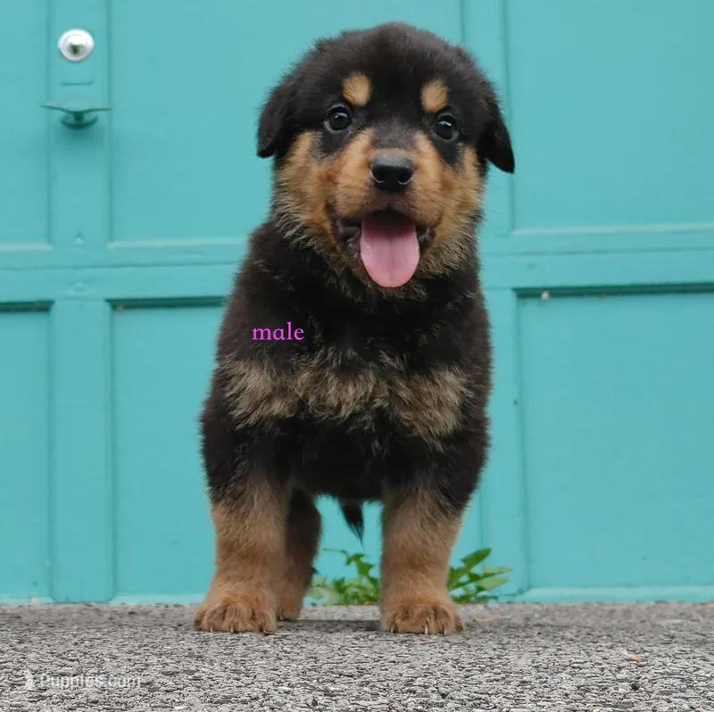 Purebred Rottweiler pup 2 – Rottweiler puppy for sale in Rock Tavern, NY