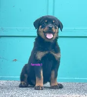 Purebred Rottweiler female 1, a female Rottweiler for sale in Newburgh, NY – 7 of 7
