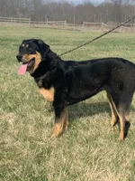 Rottweiler cross female, a female Caucasian Ovcharka and Rottweiler for sale in Newburgh, NY – 2 of 4