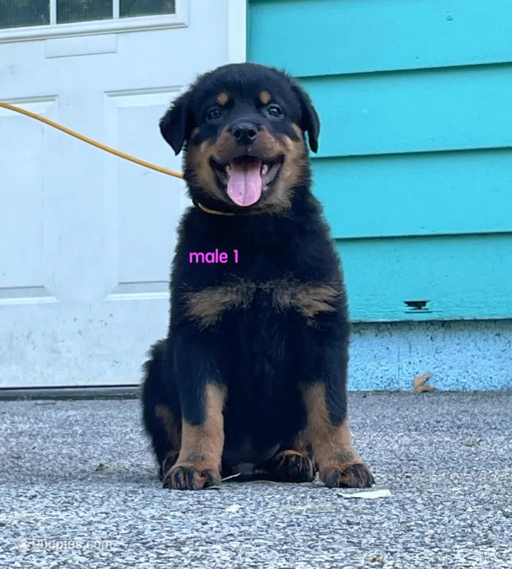 Purebred Rottweiler male 1 – Rottweiler puppy for sale in Newburgh, NY