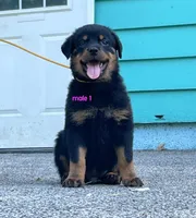 Purebred Rottweiler male 1, a male Rottweiler for sale in Newburgh, NY – 1 of 8