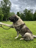 Spanish Mastiff/Caucaisan Ovcharka , a male Spanish Mastiff for sale in Newburgh, NY – 1 of 7