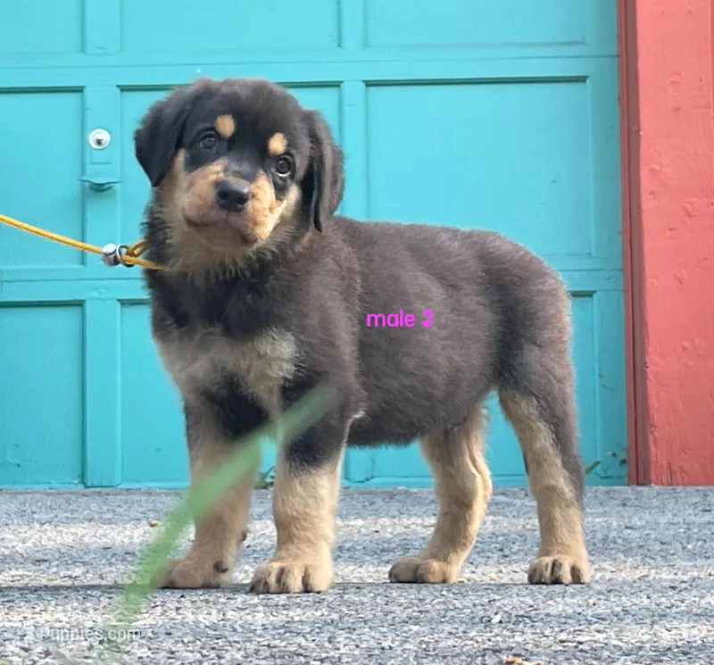 Purebred Rottweiler male 2 – Rottweiler puppy for sale in Newburgh, NY
