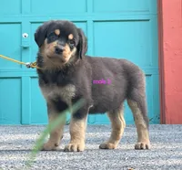 Purebred Rottweiler male 2, a male Rottweiler for sale in Newburgh, NY – 1 of 6