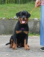 Purebred Rottweiler male 3, a male Rottweiler for sale in Newburgh, NY – 2 of 4