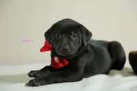 Formosan Mountain Dog 3, a male Entlebucher Mountain Dog for sale in Newburgh, NY – 7 of 7