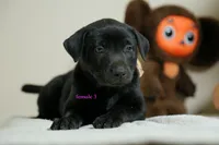 Formosan Mountain Dog female 3, a female Golden Mountain Doodle for sale in Newburgh, NY – 5 of 5