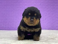 Purebred Rottweiler pup 2, a male Rottweiler for sale in Rock Tavern, NY – 2 of 10