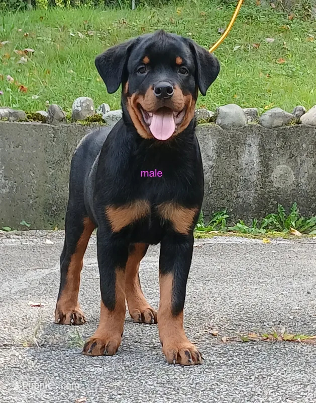 Purebred Rottweiler male 3 – Rottweiler puppy for sale in Newburgh, NY