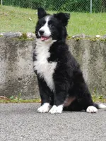 2 months Border collie female, a female Border Collie for sale in Rock Tavern, NY – 2 of 6