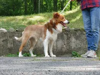 Shetland/Border collie female, a female Shetland Sheepdog and Border Collie for sale in Newburgh, NY – 6 of 6