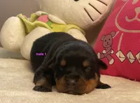 AKC Rottweiler male 1, a male Rottweiler for sale in Newburgh, NY – 3 of 5