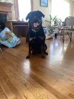 Rottweiler female 2, a female Rottweiler for sale in Newburgh, NY – 3 of 8