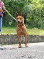 Taiwan dog male, a male Aidi (Atlas Mountain Dog) for sale in Newburgh, NY – 7 of 7