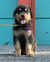 Purebred Rottweiler male 2, a male Rottweiler for sale in Newburgh, NY – 5 of 6