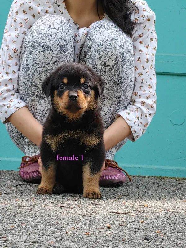 Purebred Rottweiler pup 1 – Rottweiler puppy for sale in Rock Tavern, NY