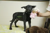 Purebred Formosan Mountain Taiwai Dog 2, a female Taiwan for sale in Newburgh, NY – 2 of 4
