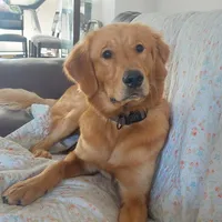 Purebred Golden Retriever, a male English Cream Golden Retriever for sale in Rock Tavern, NY – Photo 1 of 3